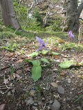 IMG_6531.jpg